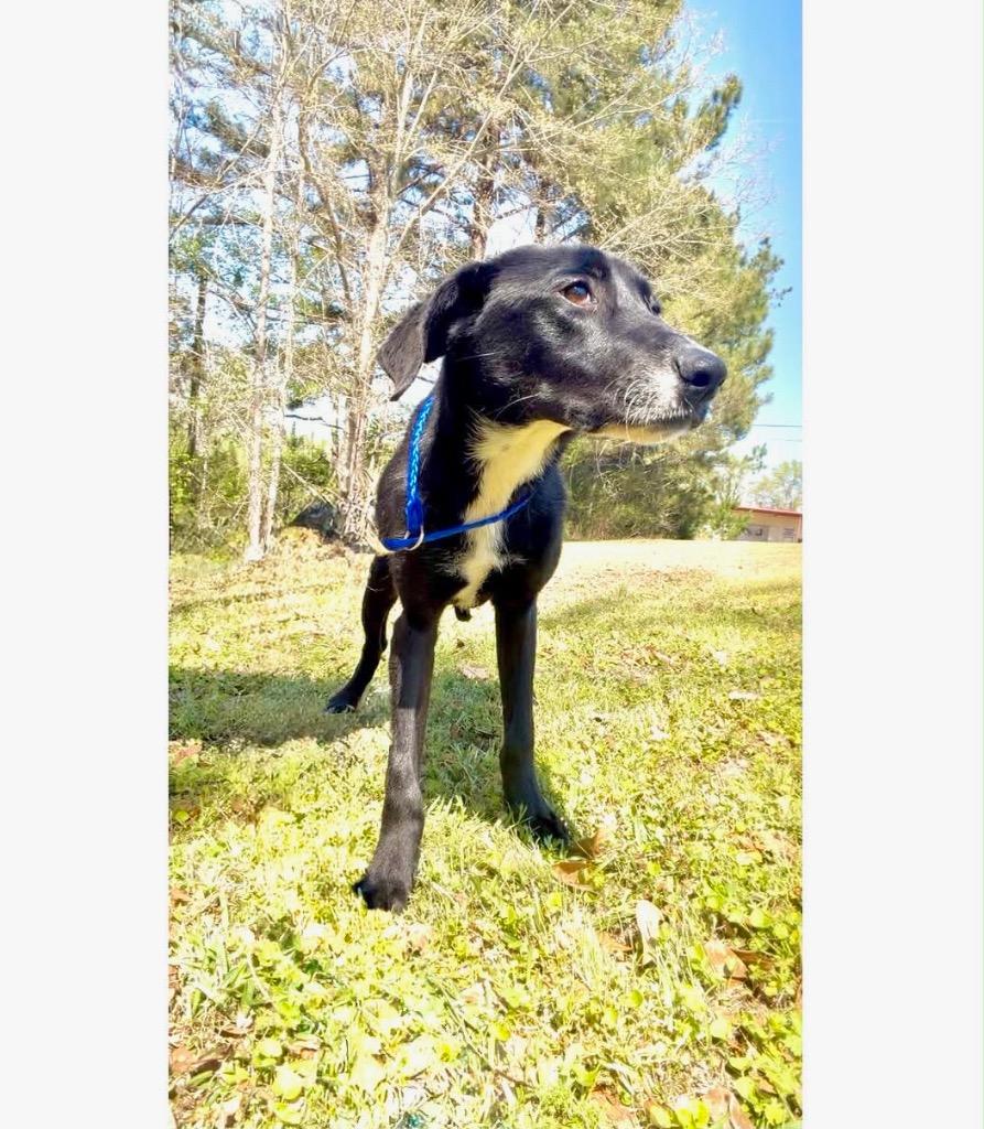 Butterball 26, Adoptable, Puppy Female Labrador Retriever.