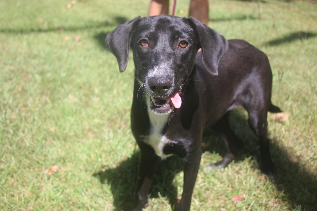 Enlarge Butterball 26, a Adoptable mixed breed in Brookhaven, MS image 1/4