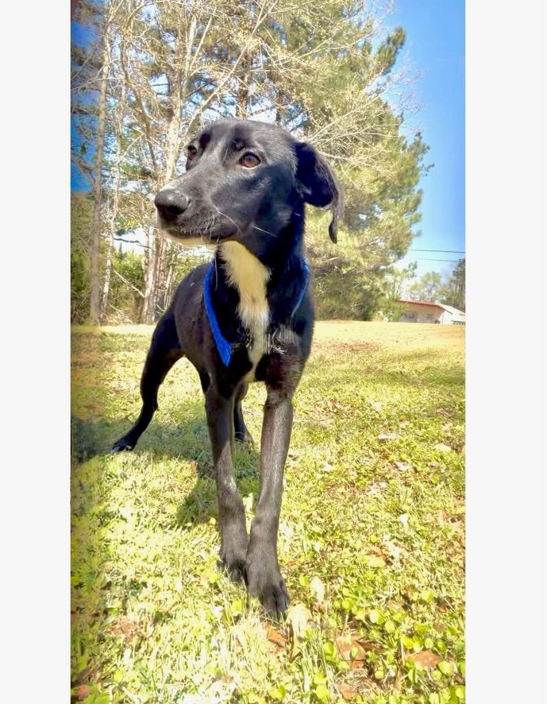 Enlarge Butterball 26, a Adoptable mixed breed in Brookhaven, MS image 2/3
