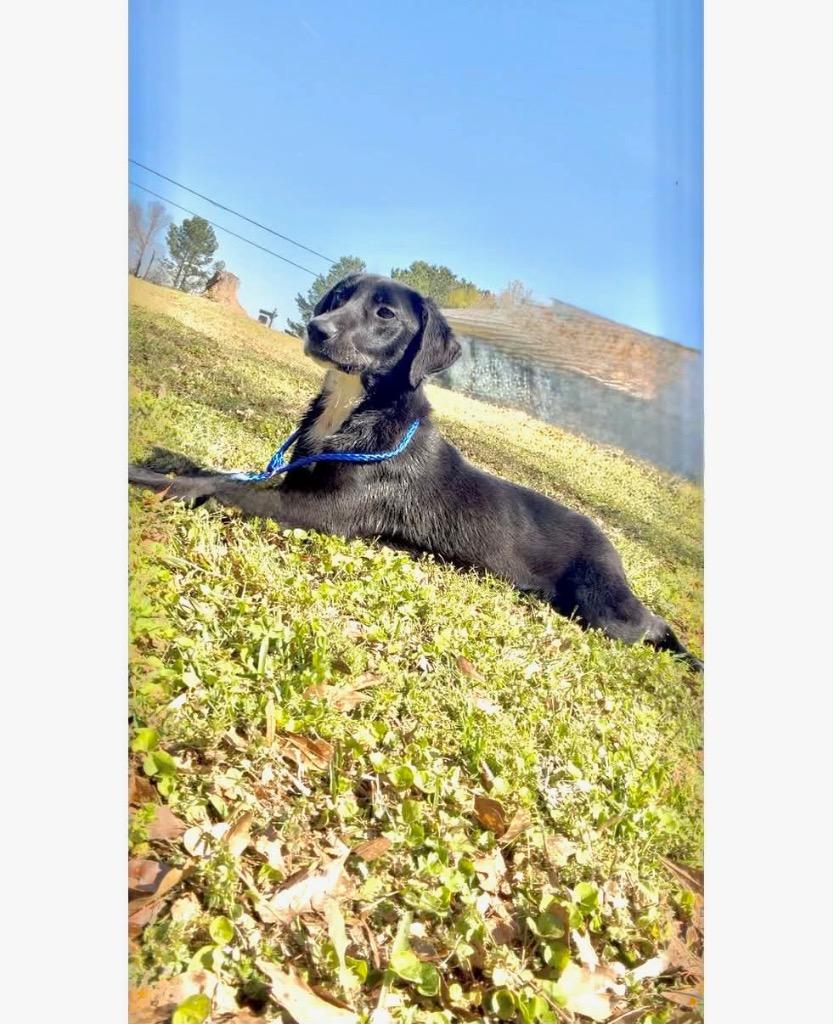 Enlarge Butterball 26, a Adoptable mixed breed in Brookhaven, MS image 3/3