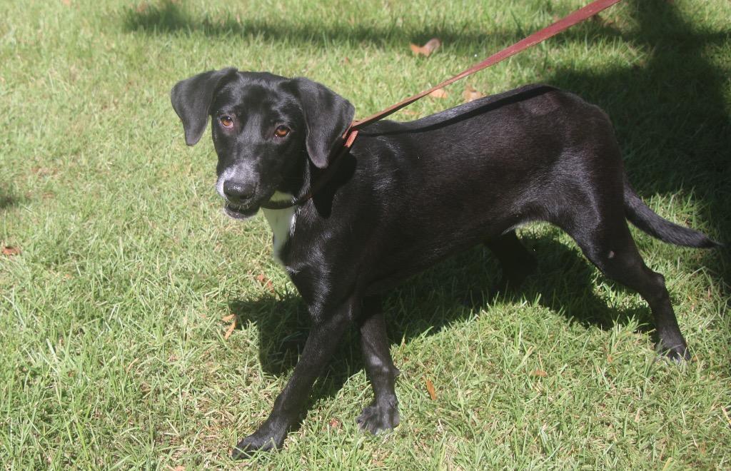 Enlarge Butterball 26, a Adoptable mixed breed in Brookhaven, MS image 4/4