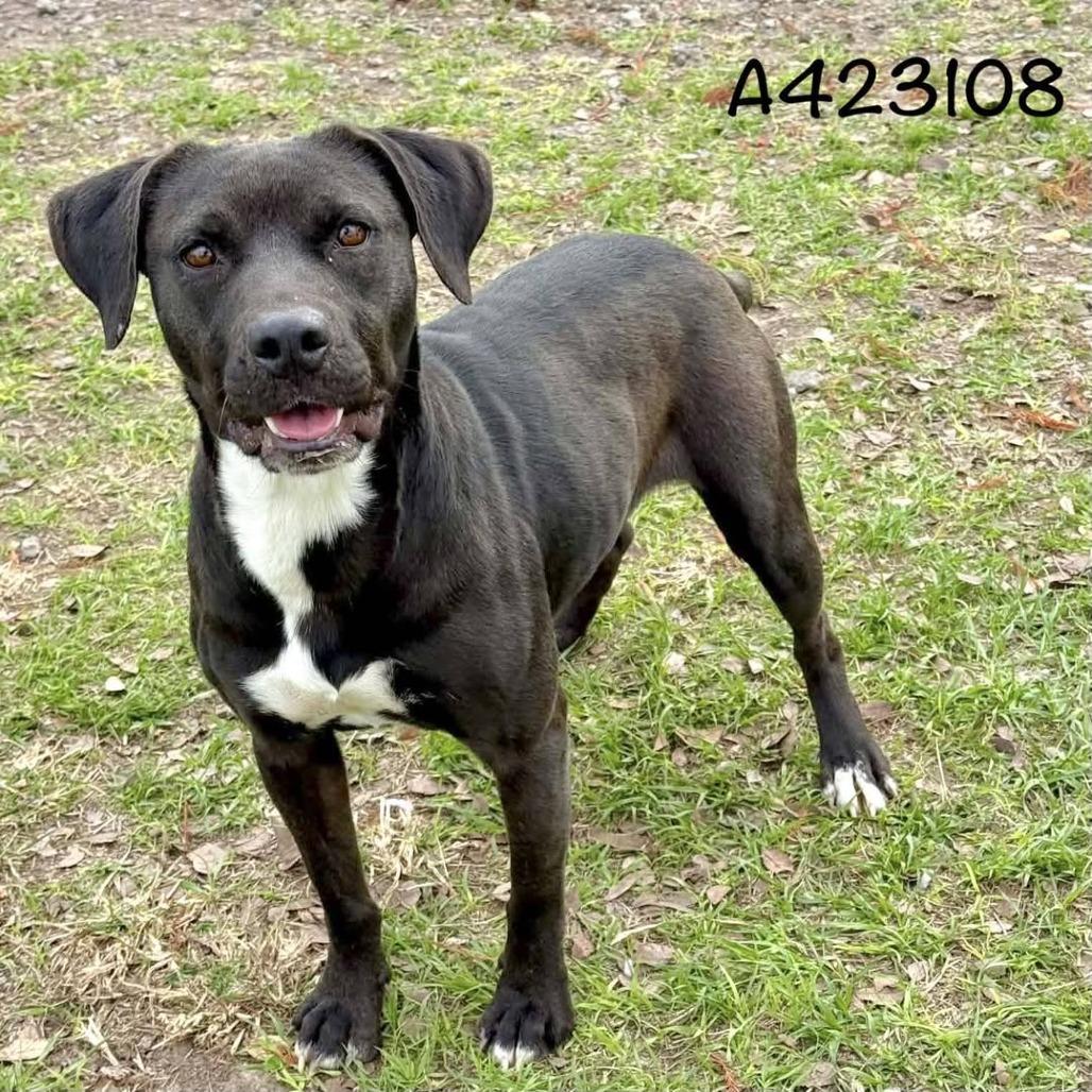 Johanna, Adoptable, Adult Female Black Labrador Retriever.