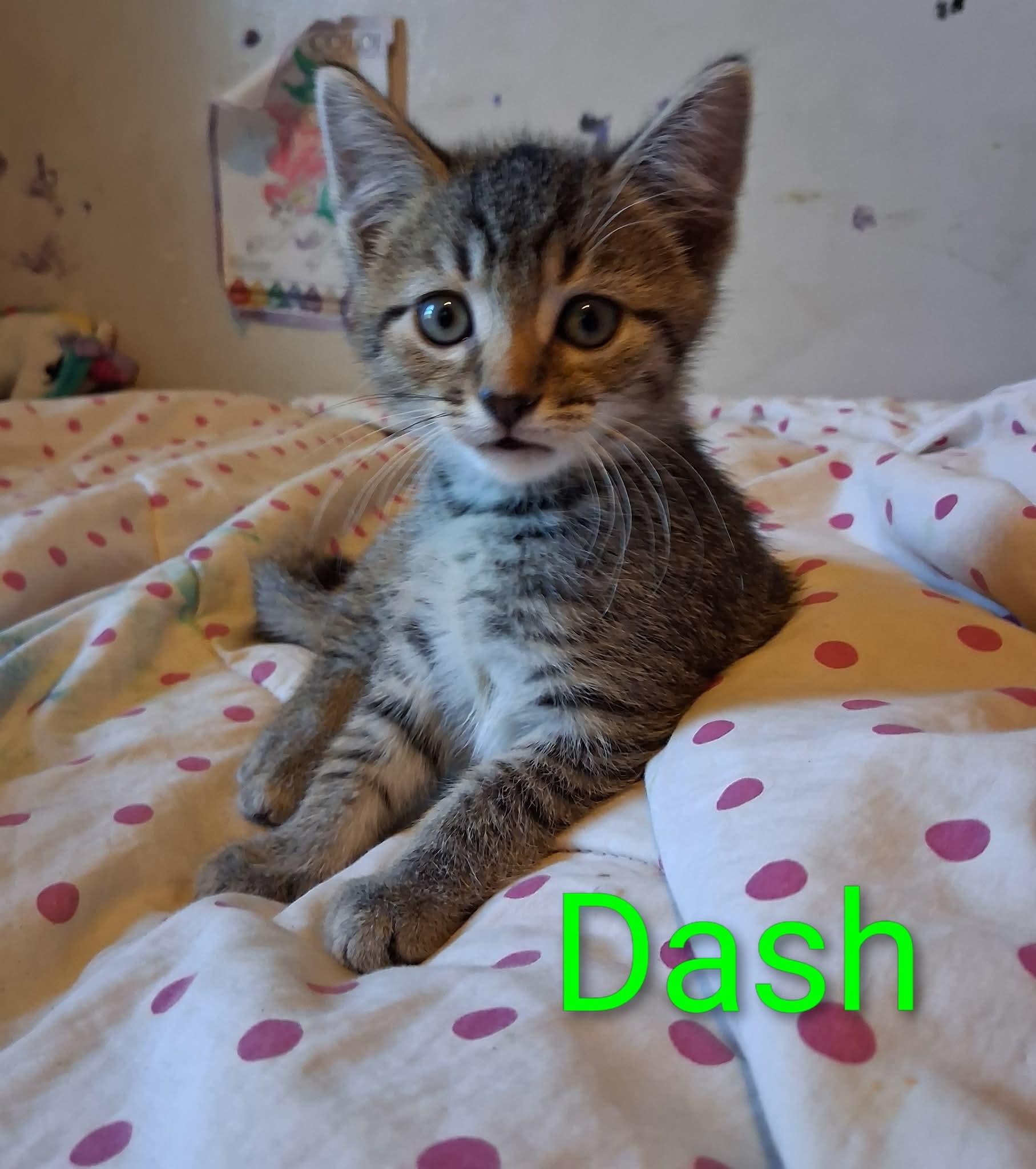 Dash