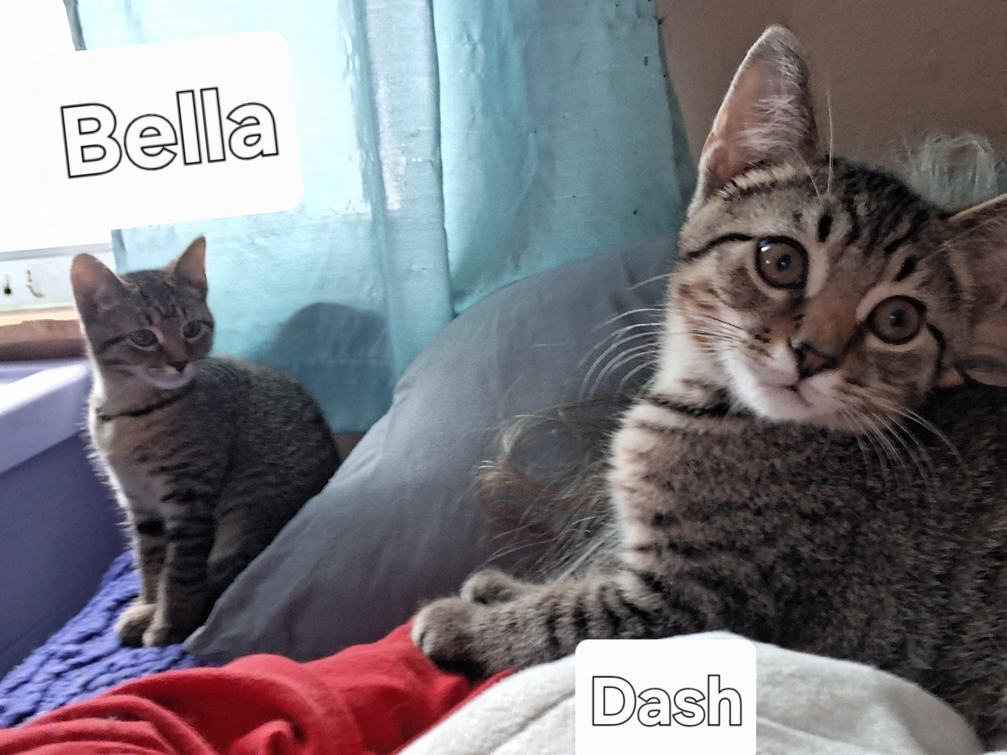 Dash & Bella, adopted, Kitten Male Domestic Short Hair & Abyssinian.