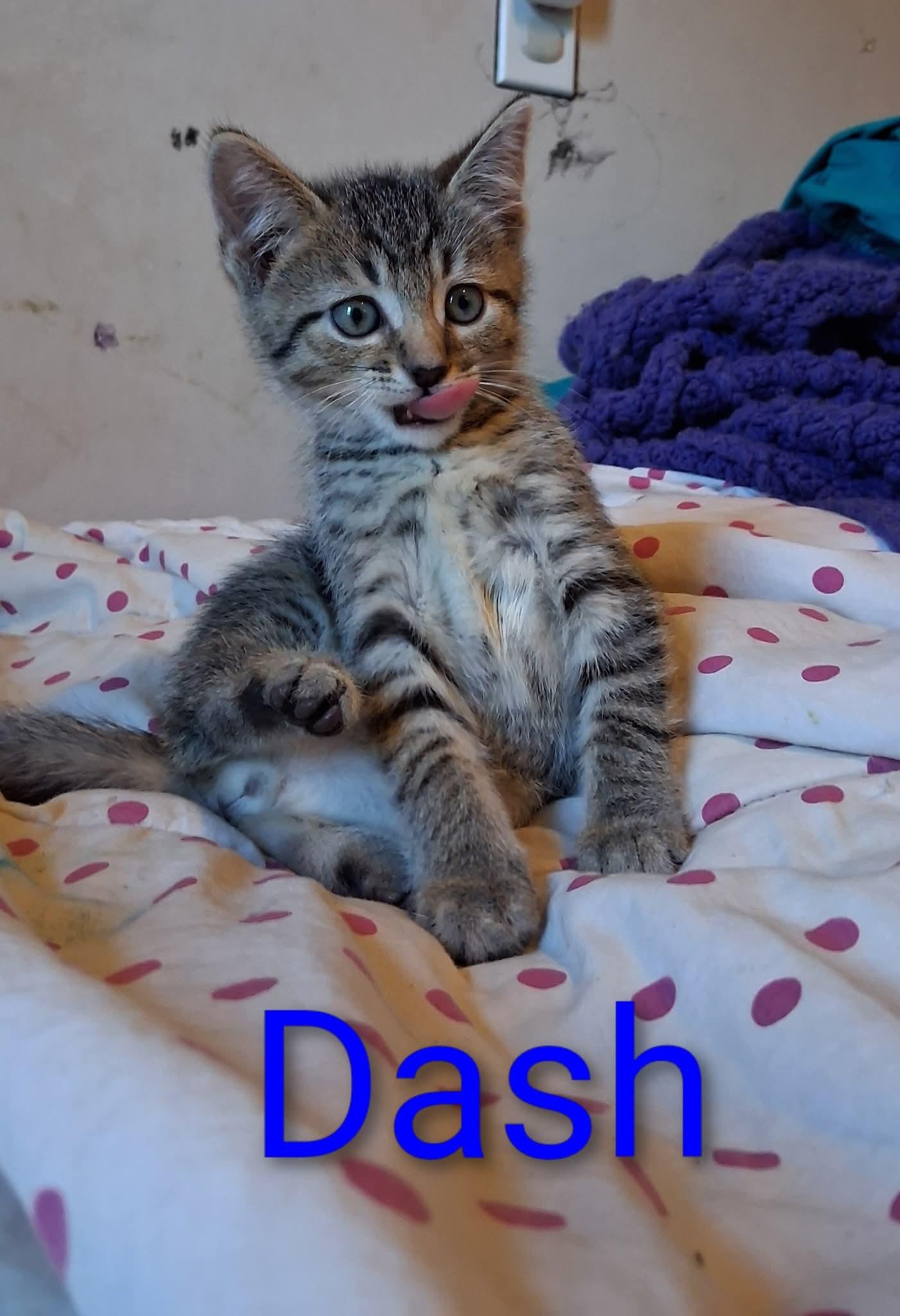 Dash thumbnail 2