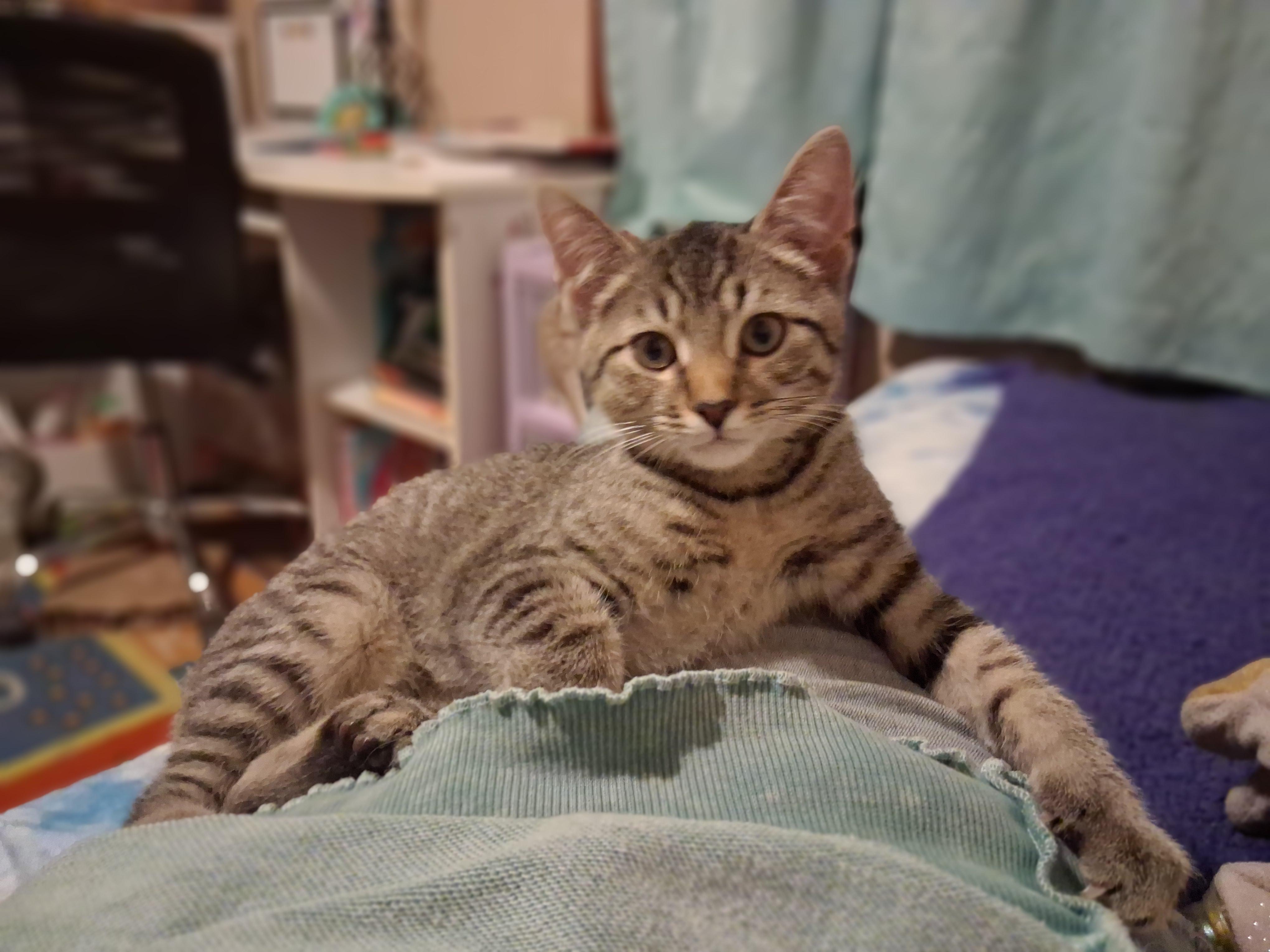 Dash & Bella, an adopted mixed breed in Brownsville, PA image 2/3