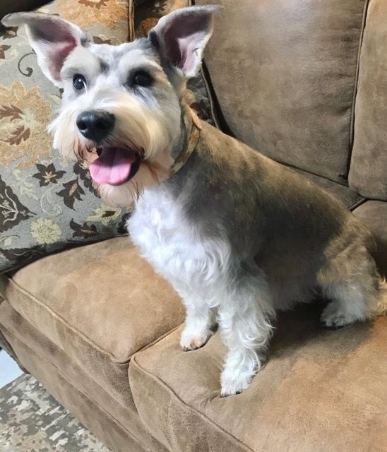 Enlarge Chloe, a Adopted Schnauzer in Ridgeland, SC image 1/1