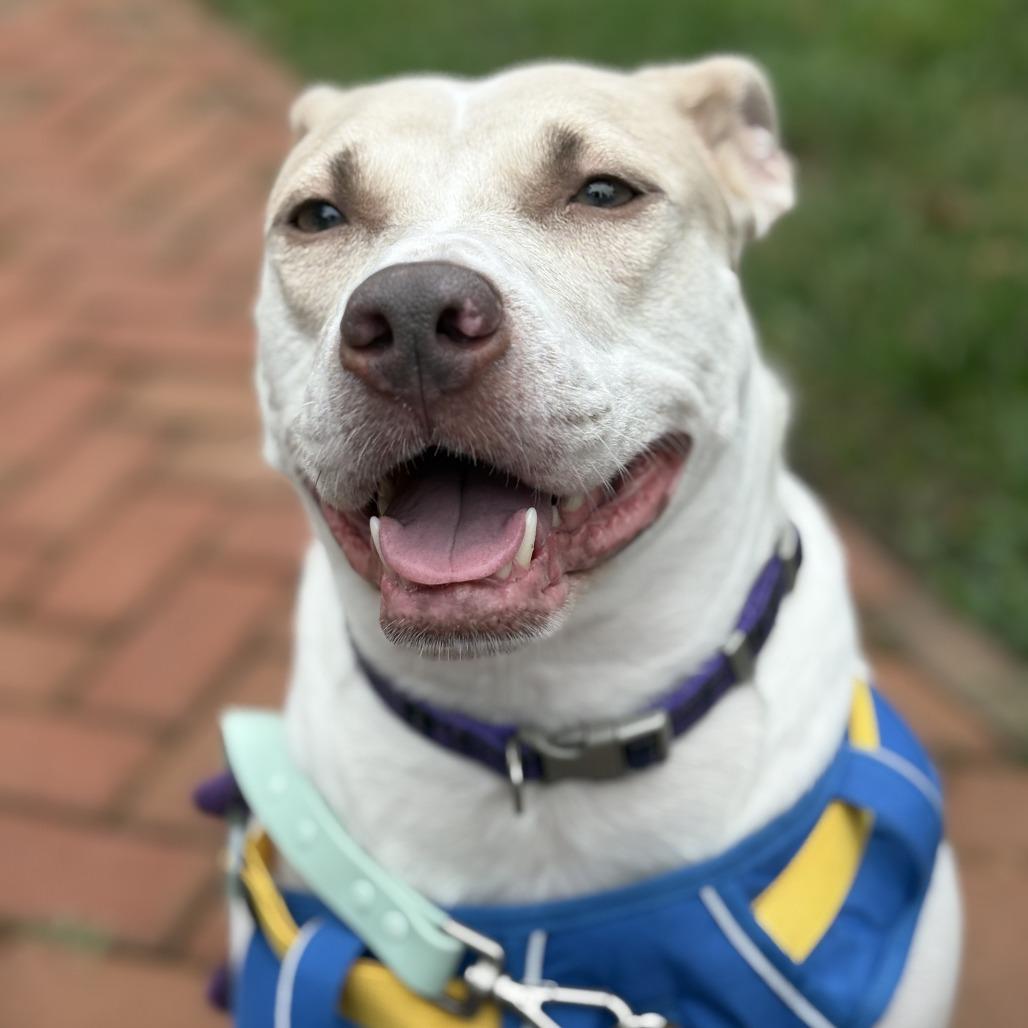 Enlarge Cardi, a Adoptable mixed breed in Washington, DC image 1/6