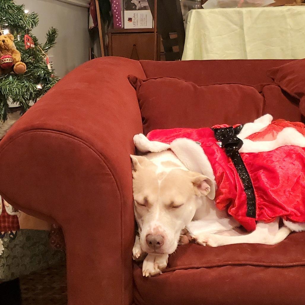 Enlarge Cardi, a Adoptable mixed breed in Washington, DC image 2/6