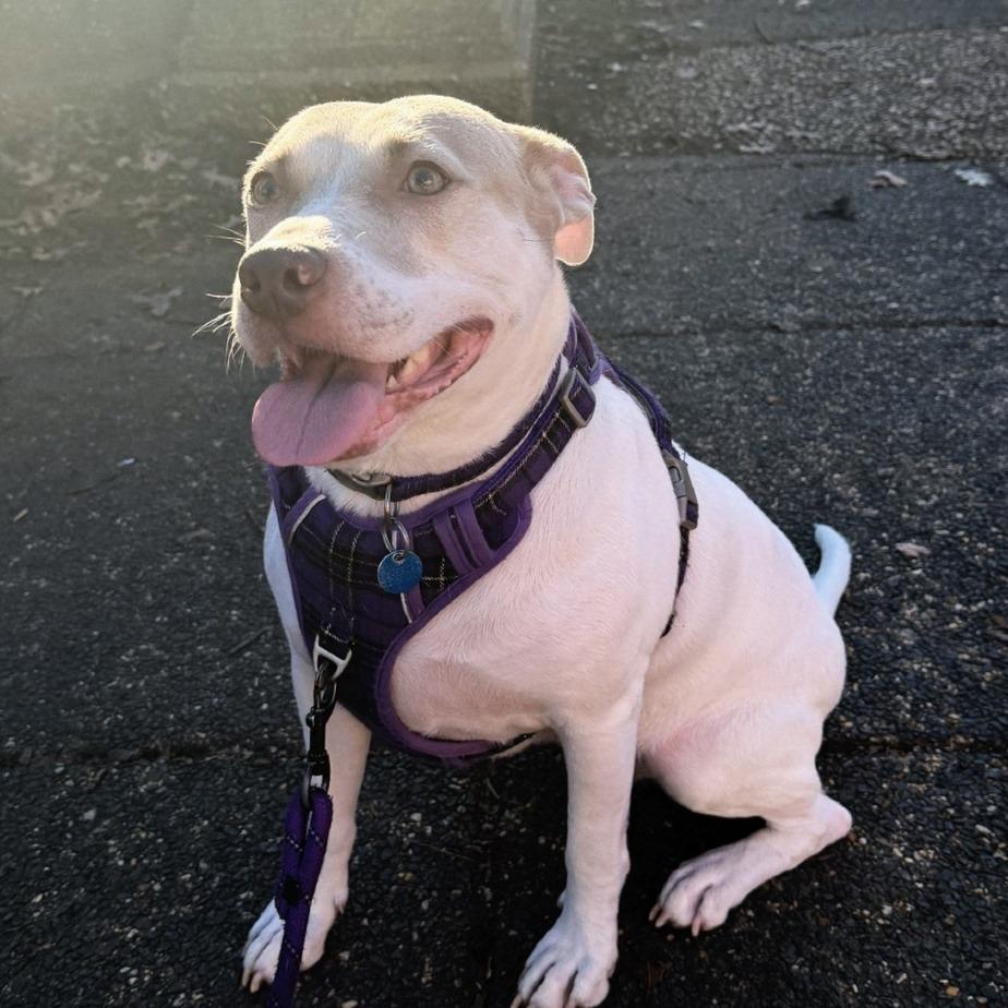 Cardi, Adoptable, Adult Female Labrador Retriever.