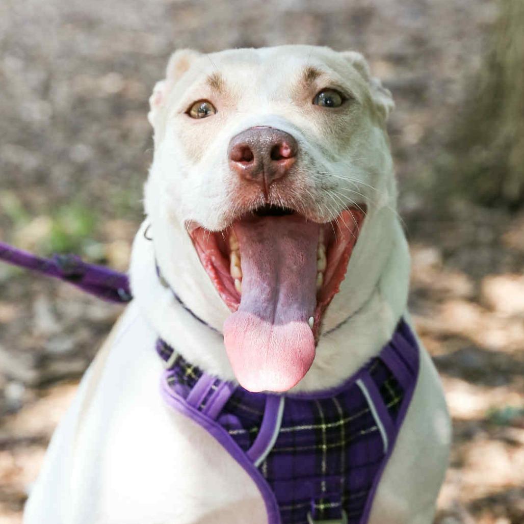 Cardi, Adoptable, Adult Female Labrador Retriever.