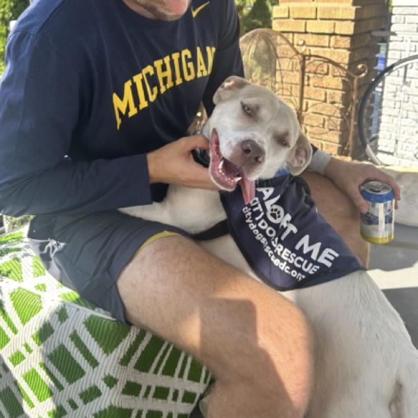 Enlarge Cardi, a Adoptable mixed breed in Washington, DC image 2/6