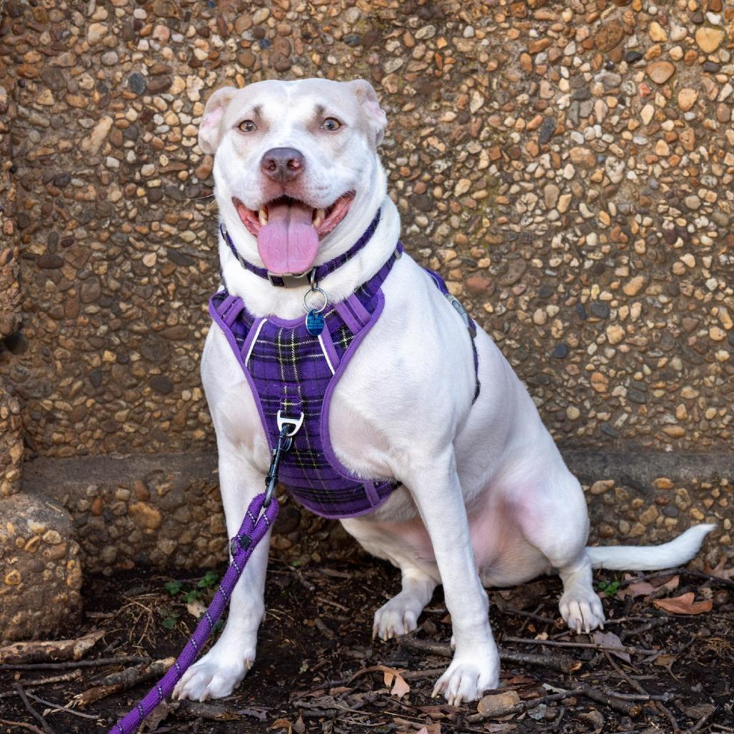 Enlarge Cardi, a Adoptable mixed breed in Washington, DC image 2/6