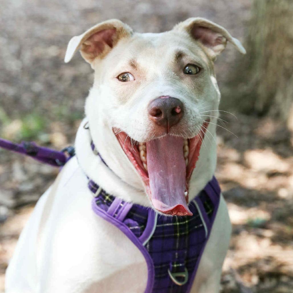 Enlarge Cardi, a Adoptable mixed breed in Washington, DC image 3/6