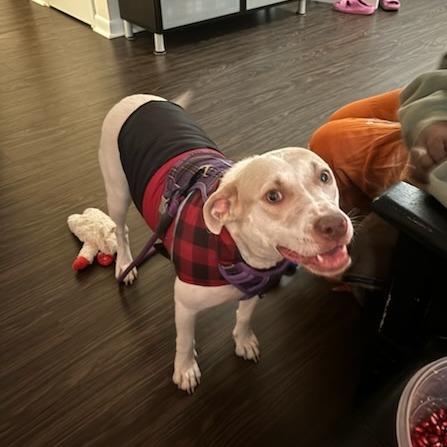 Enlarge Cardi, a Adoptable mixed breed in Washington, DC image 4/6