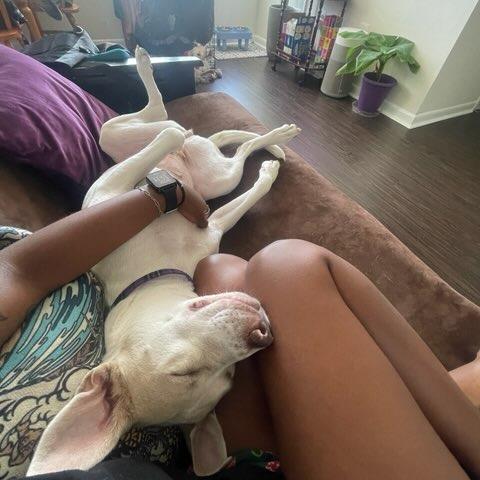 Enlarge Cardi, a Adoptable mixed breed in Washington, DC image 5/6