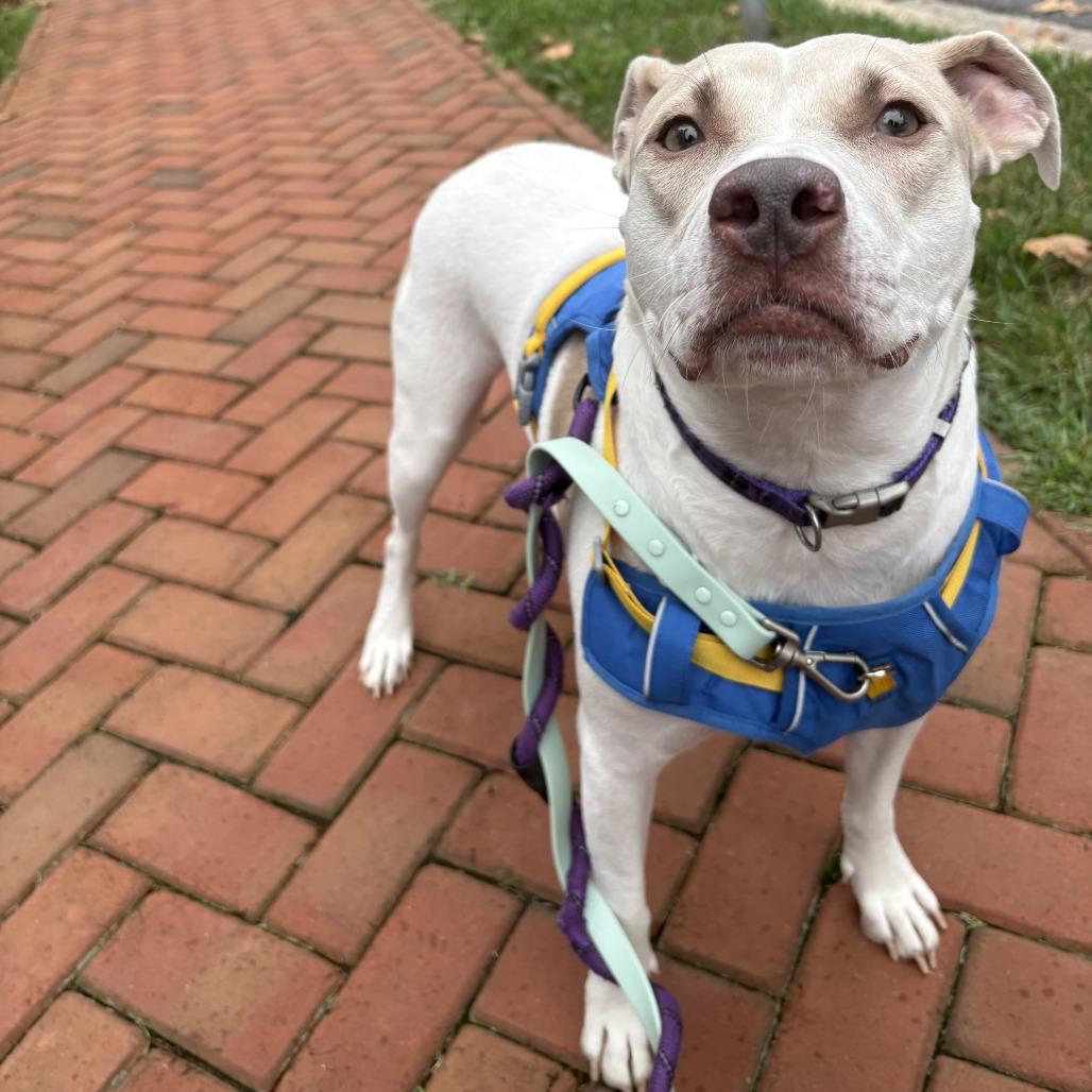 Enlarge Cardi, a Adoptable mixed breed in Washington, DC image 6/6
