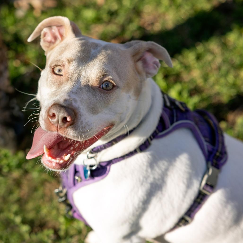 Enlarge Cardi, a Adoptable mixed breed in Washington, DC image 6/6