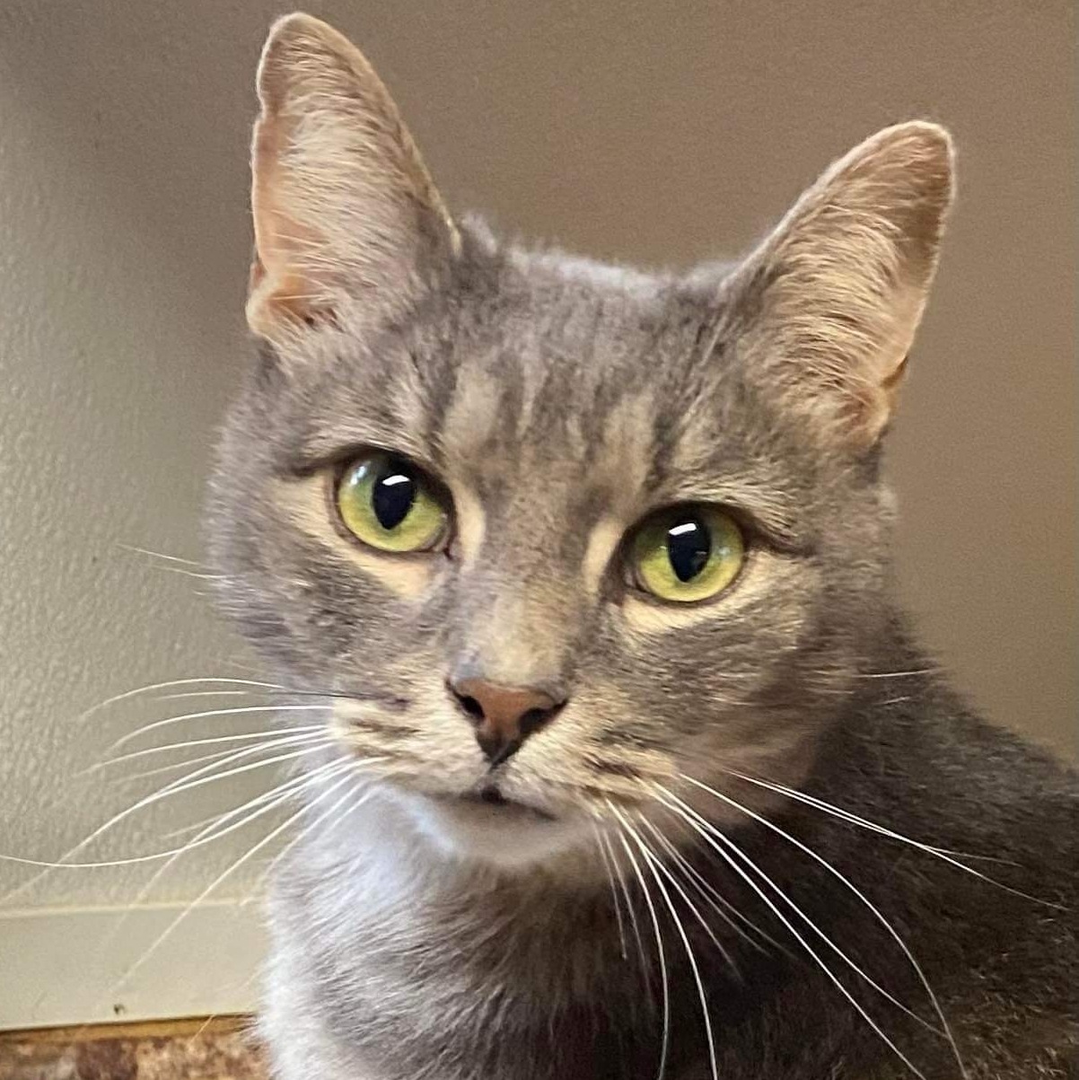 Jasper, a Adoptable Domestic Short Hair in Stevensville, MD image 1/11