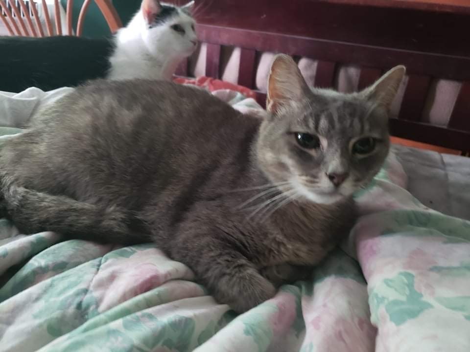 Jasper, a Adoptable Domestic Short Hair in Stevensville, MD image 2/11