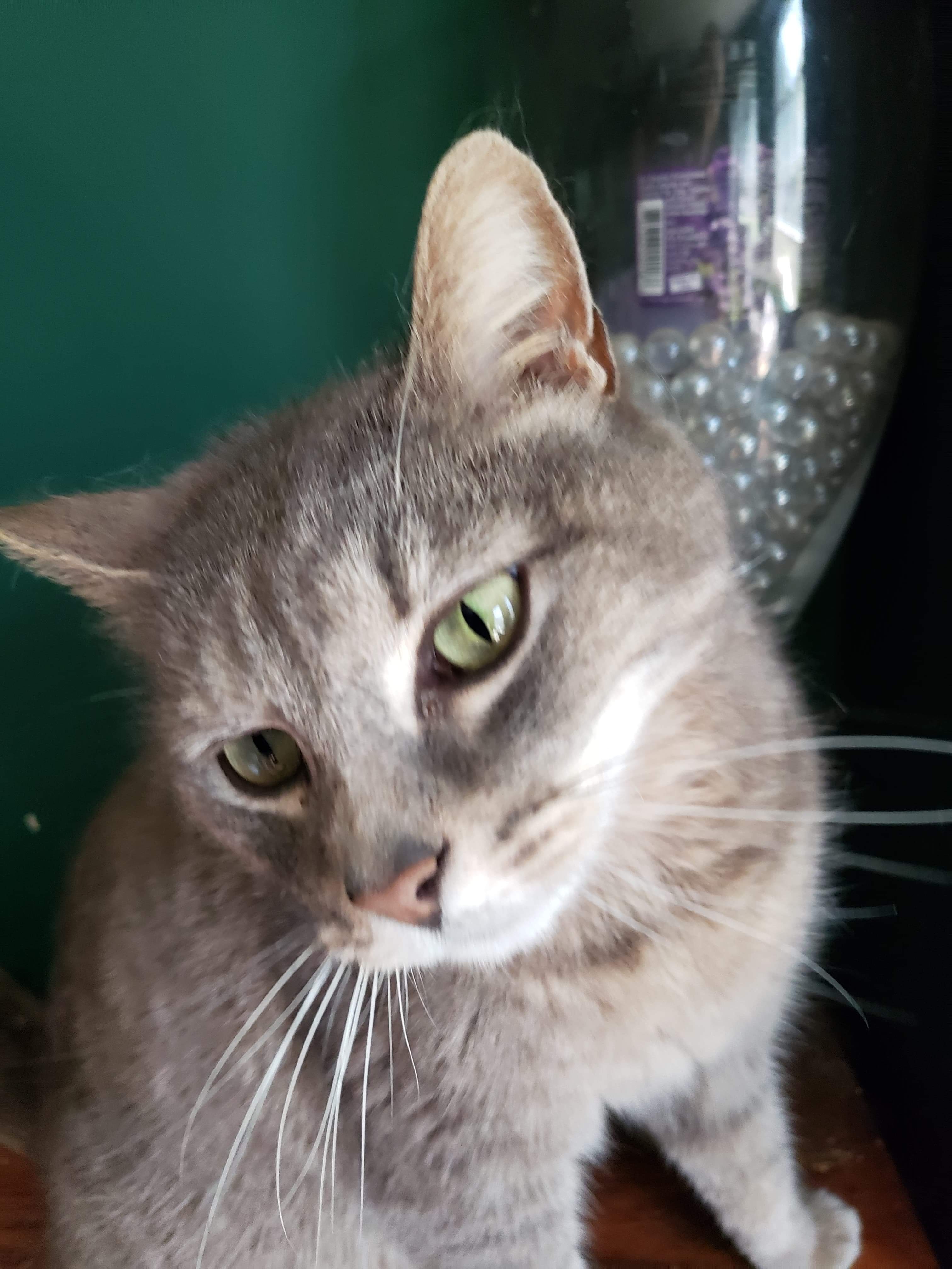 Jasper, a Adoptable Domestic Short Hair in Stevensville, MD image 3/11