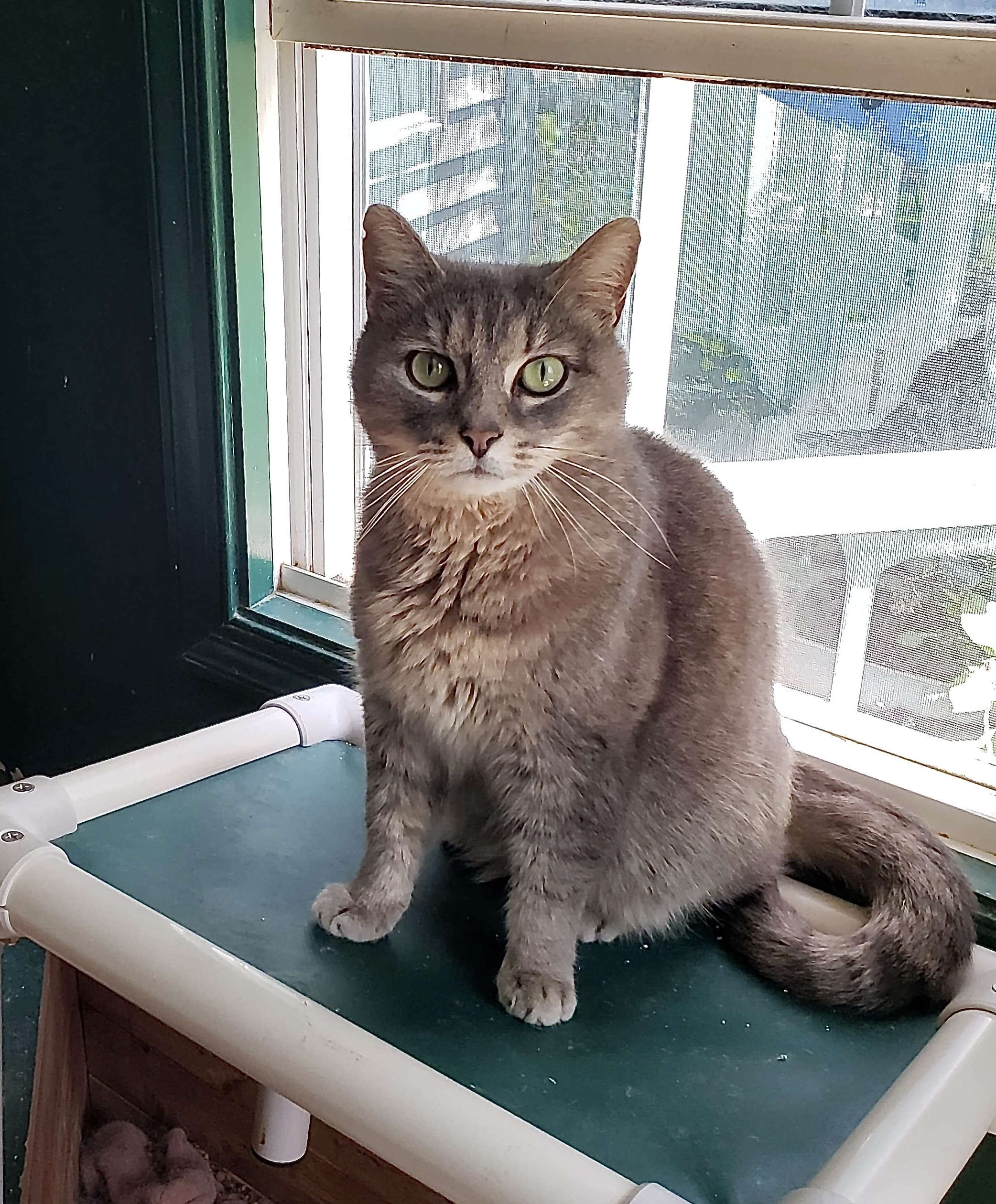 Jasper, a Adoptable Domestic Short Hair in Stevensville, MD image 4/11