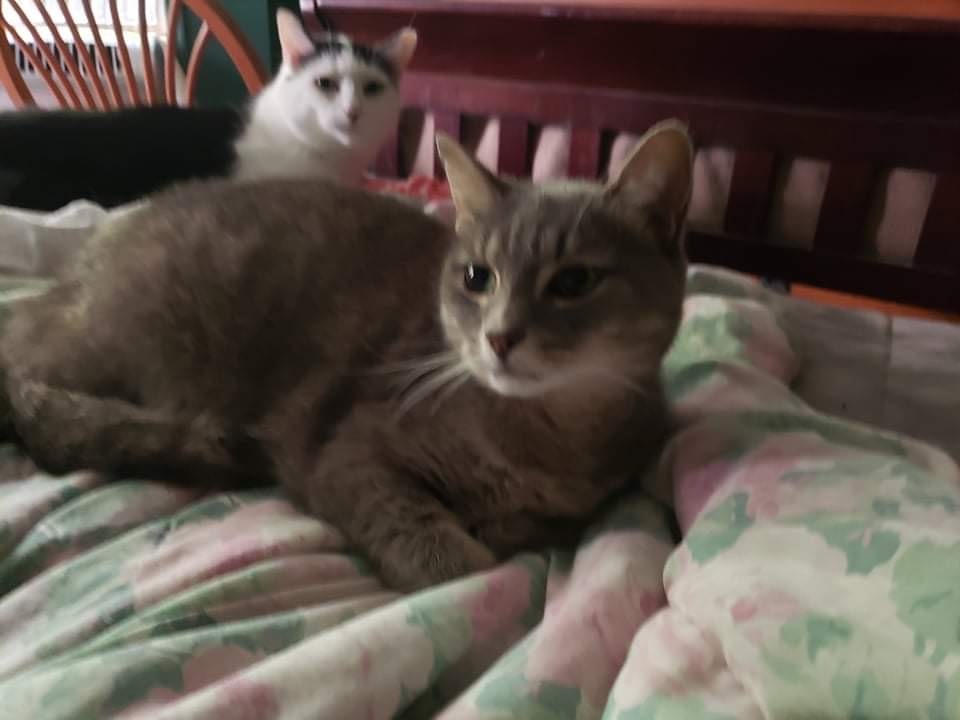 Jasper, a Adoptable Domestic Short Hair in Stevensville, MD image 5/11