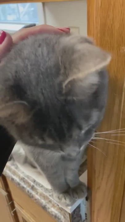 Enlarge Jasper, a Adoptable Domestic Short Hair in Stevensville, MD video 11/11