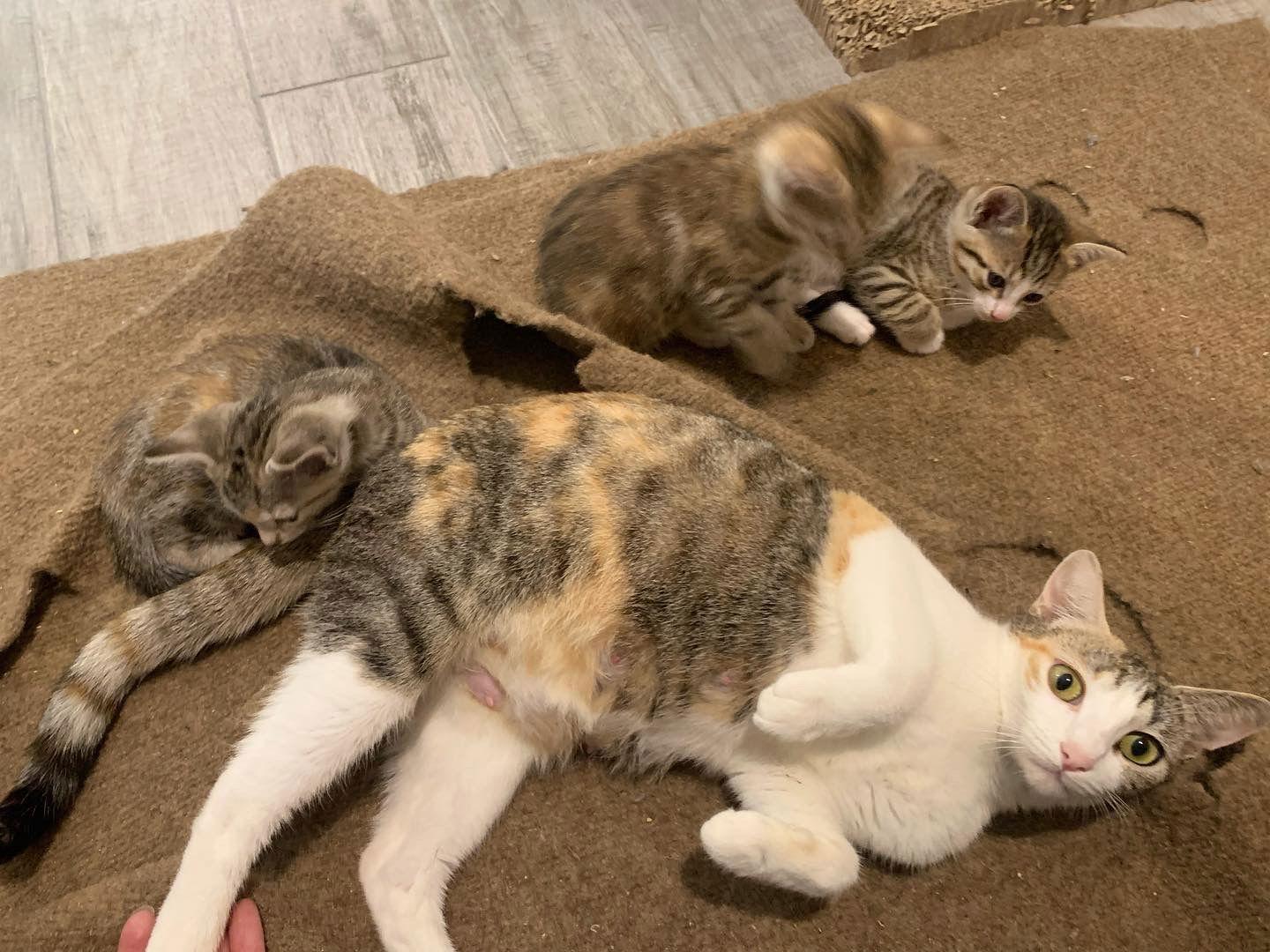 Willow, Adoptable, Young Female Calico.