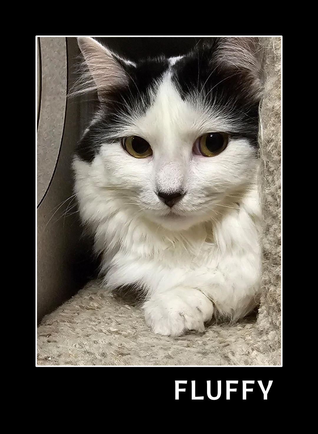 Fluffy, Adoptable, Adult Female Domestic Long Hair.