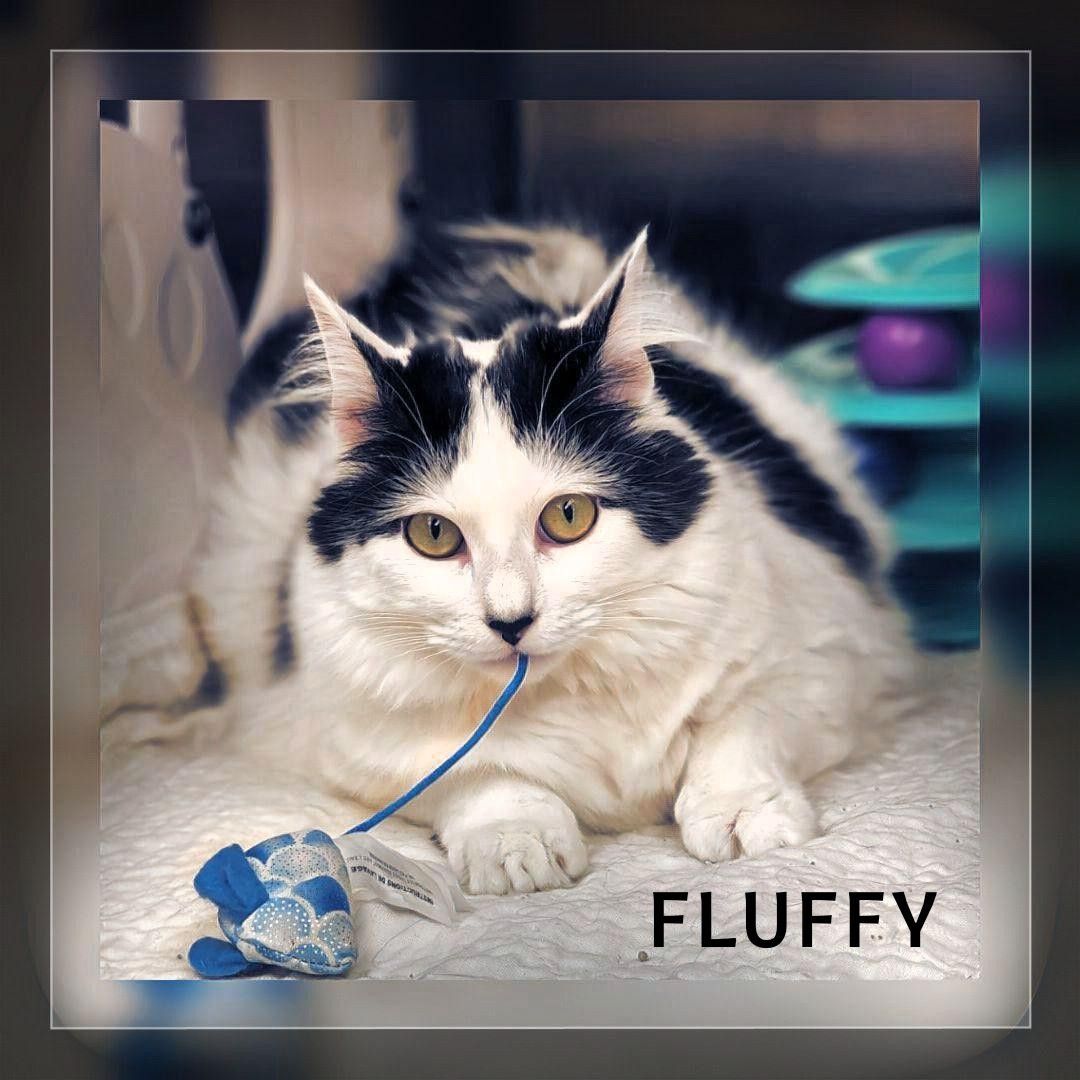 Fluffy, a Adoptable Domestic Long Hair in Whiting, IN image 3/5