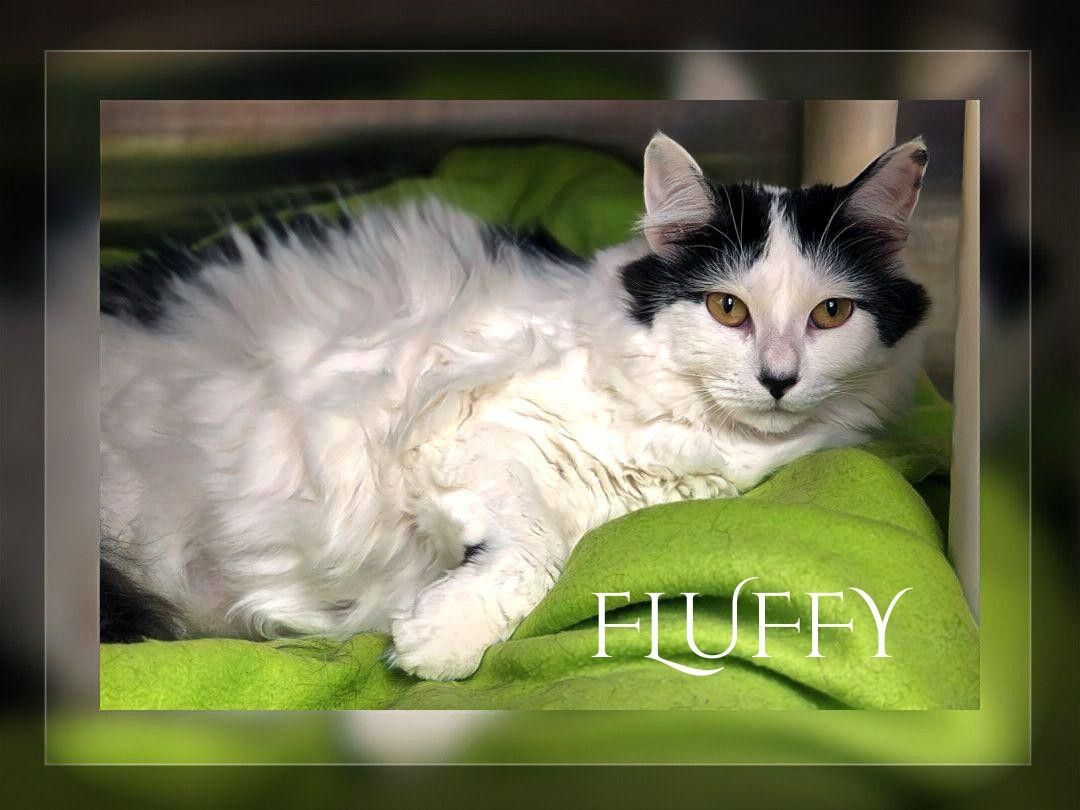 Fluffy 4