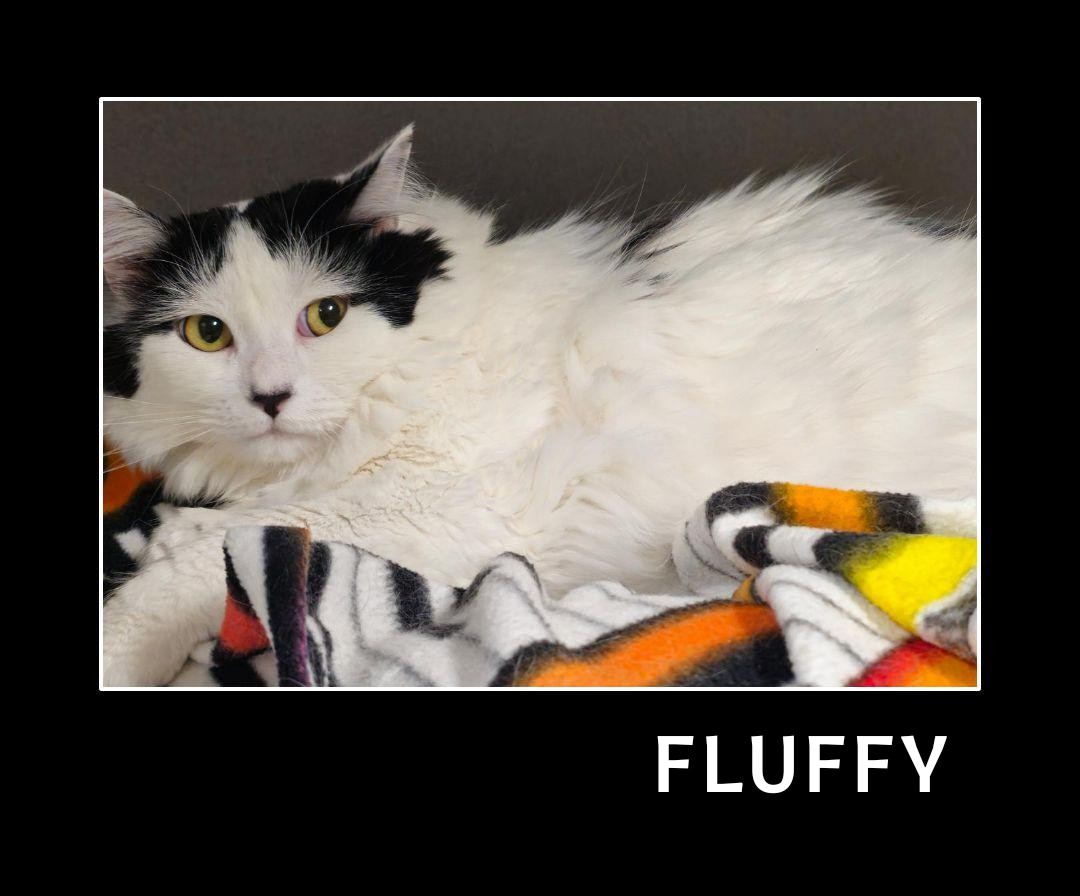 Fluffy 2