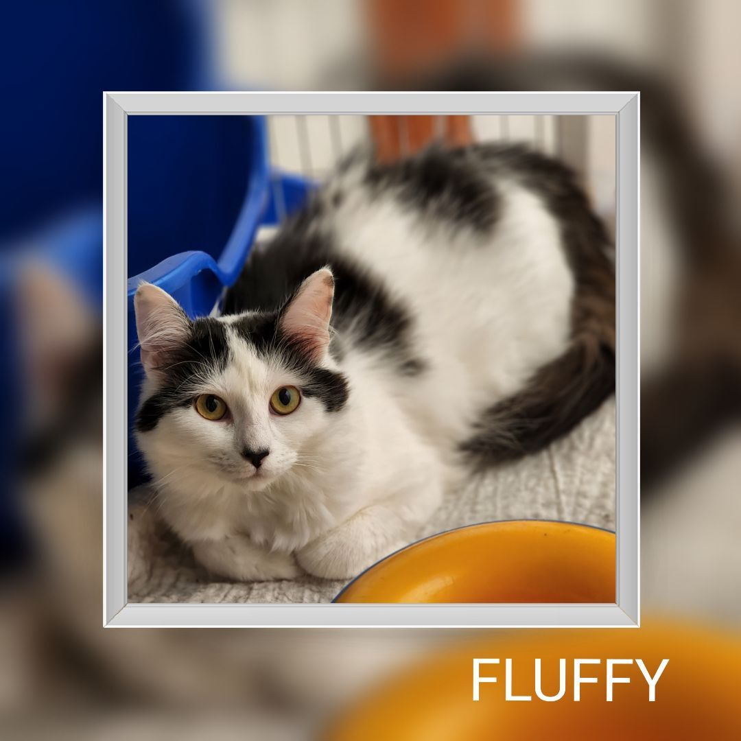 Fluffy, a Adoptable Domestic Long Hair in Whiting, IN image 5/5