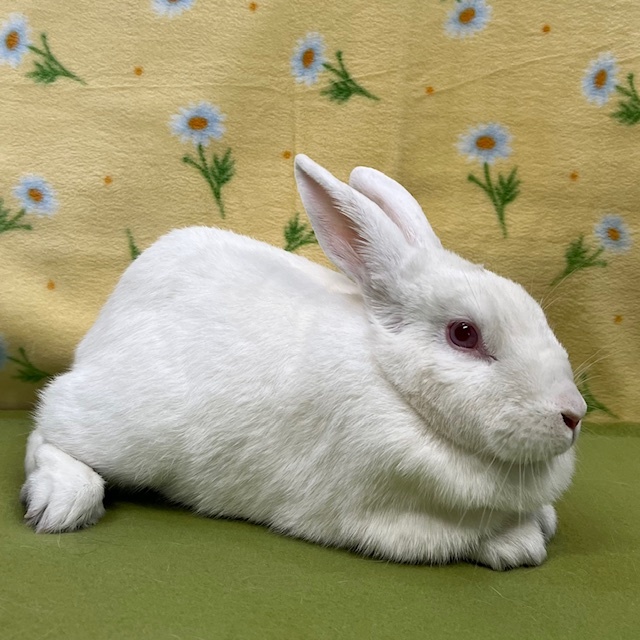 Enlarge Jovi, a Adoptable mixed breed in Erie, PA image 1/4