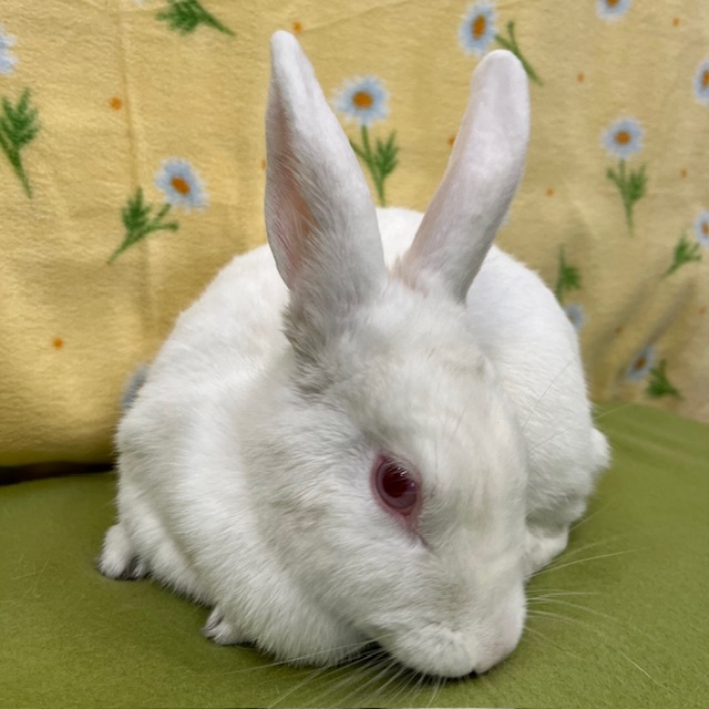 Enlarge Jovi, a Adoptable mixed breed in Erie, PA image 2/4