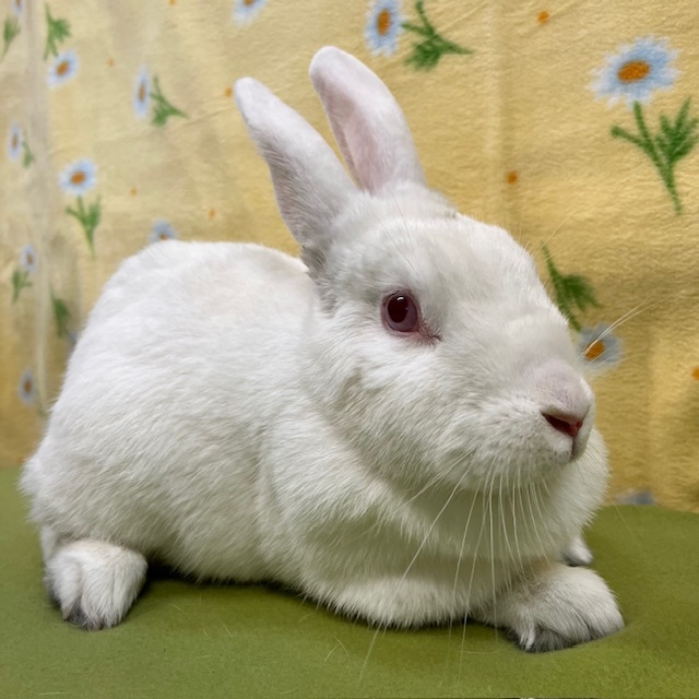 Jovi, Adoptable, Adult Female Florida White.