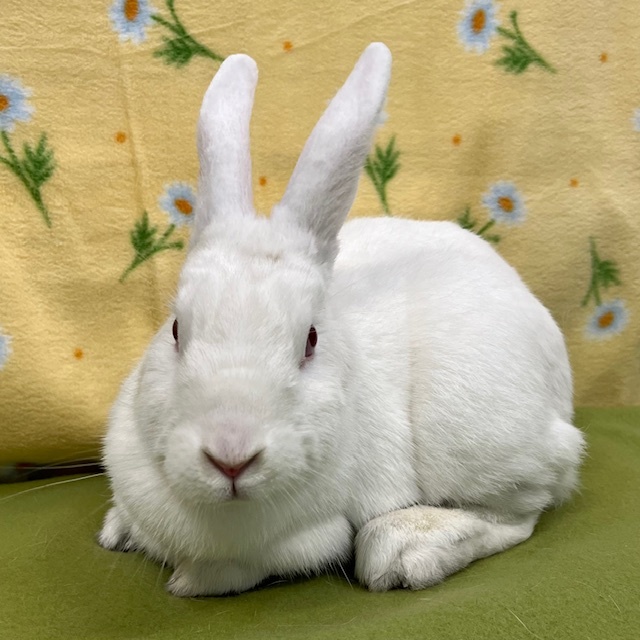 Enlarge Jovi, a Adoptable mixed breed in Erie, PA image 4/4