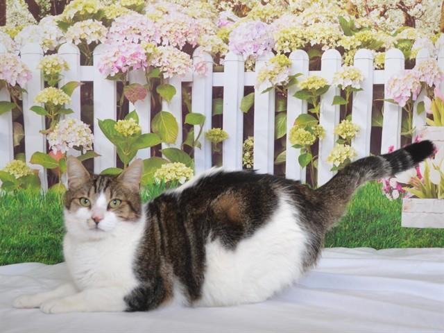 SMOOTHIE, Adoptable, Young Male Domestic Short Hair & Domestic Short Hair.