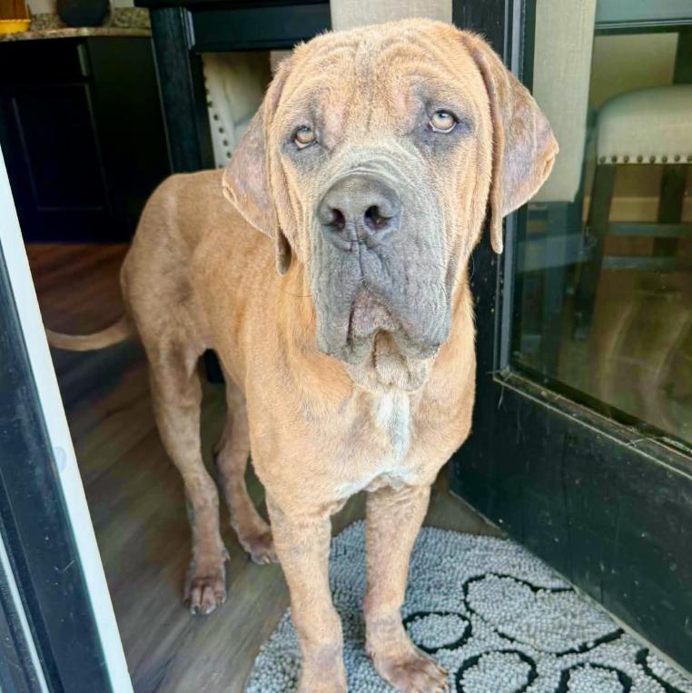 Odin, ADOPTABLE, Young Male Mastiff & Mixed Breed.