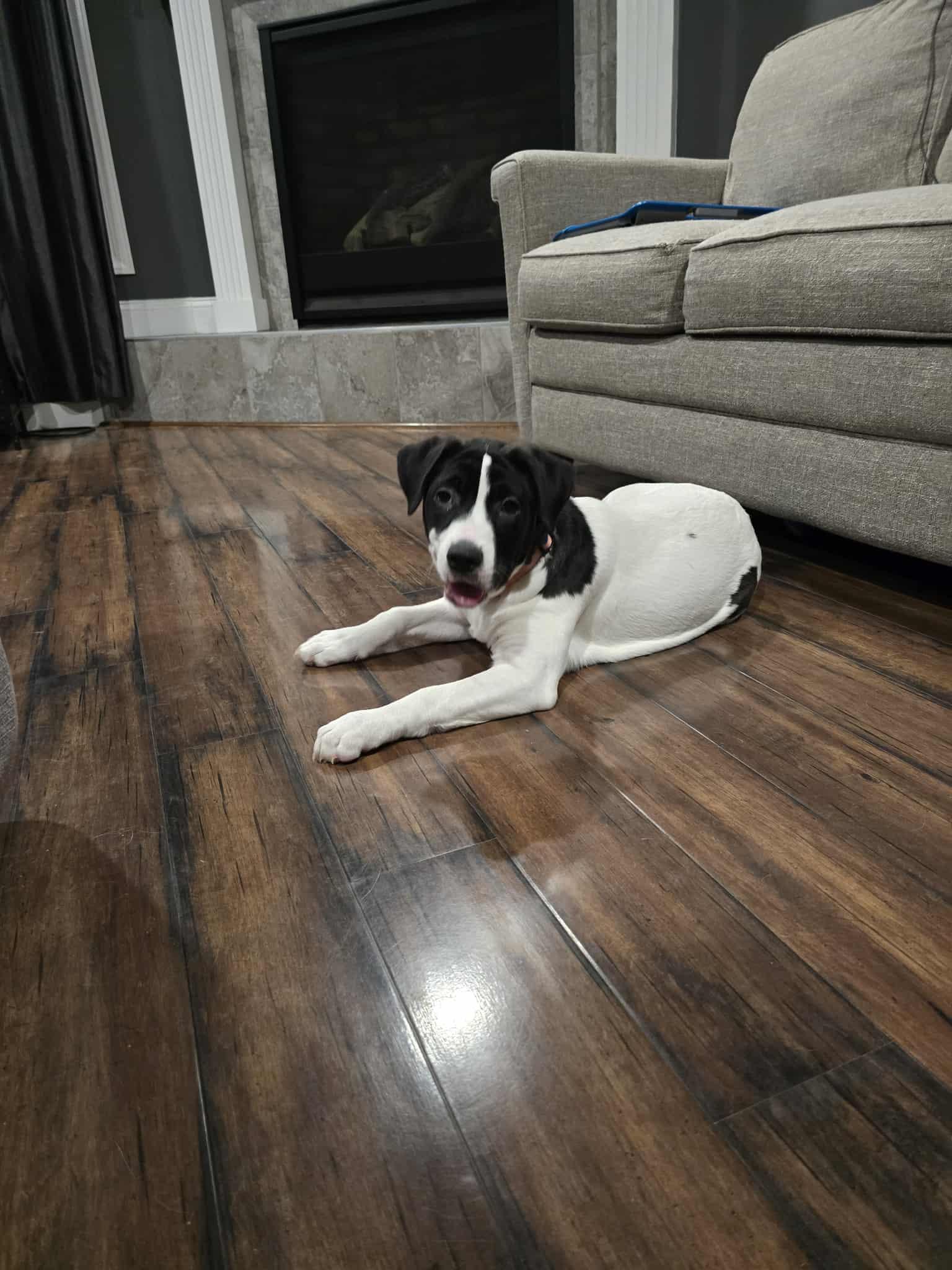 TaterTot, ADOPTABLE, Young Female Labrador Retriever.