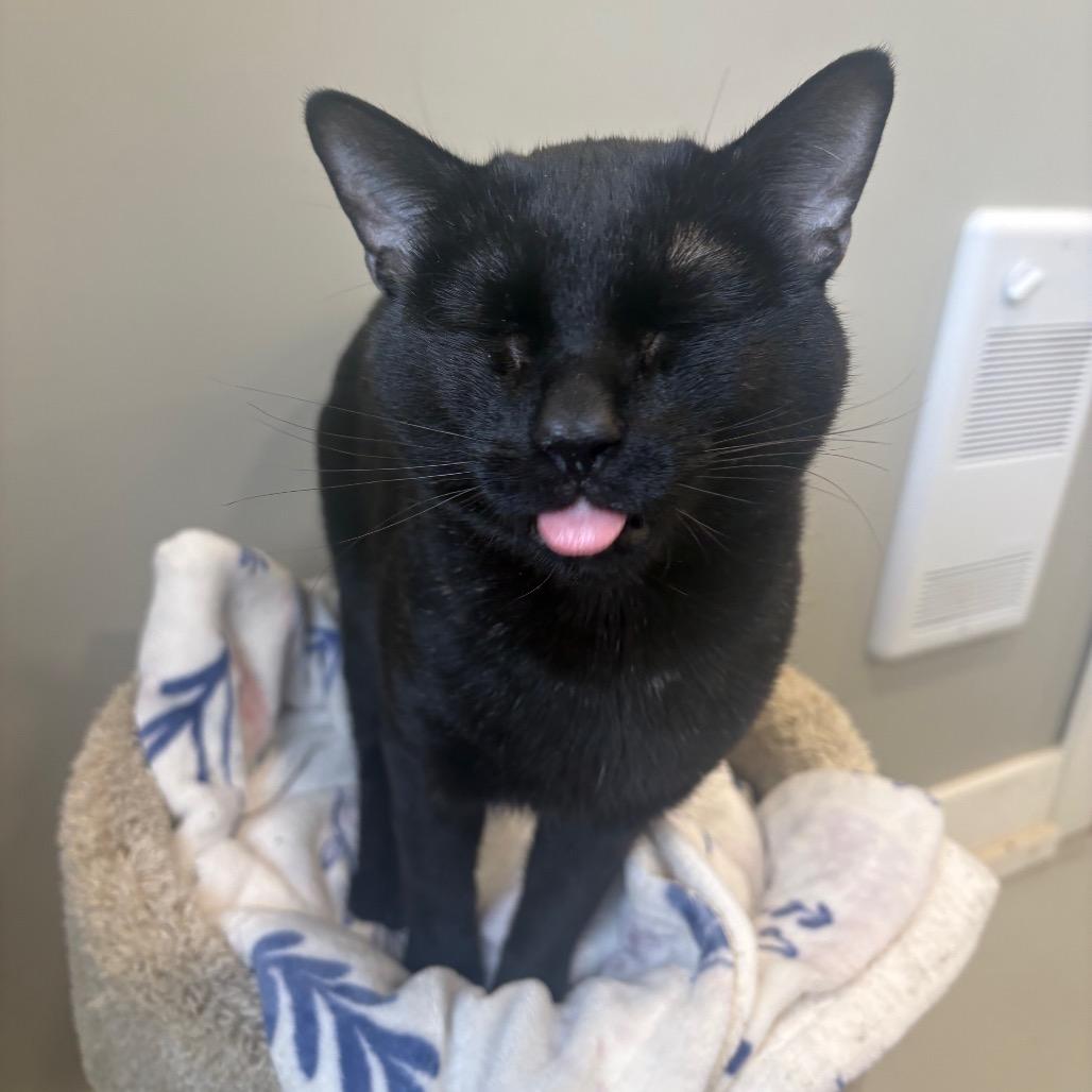 Patra, Adoptable, Adult Male Domestic Short Hair.