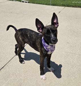 Oakley, a ADOPTABLE Shepherd in Bucyrus, OH image 1/5