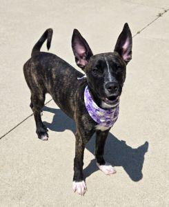 Oakley, a ADOPTABLE Shepherd in Bucyrus, OH image 4/5