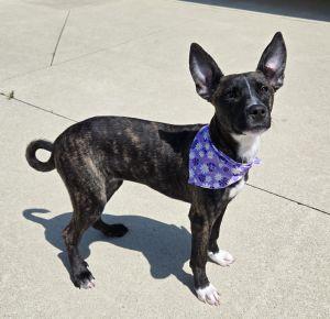 Oakley, a ADOPTABLE Shepherd in Bucyrus, OH image 5/5