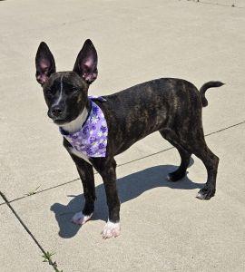 Oakley, a ADOPTABLE Shepherd in Bucyrus, OH image 2/5