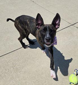 Oakley, a ADOPTABLE Shepherd in Bucyrus, OH image 3/5