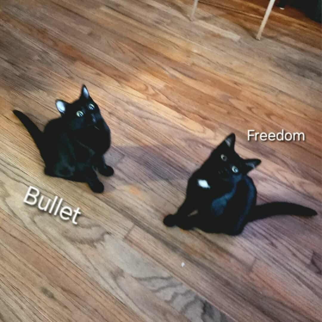 Freedom & Bullet - 20% off (Bonded Sisters), Adoptable, Young Female Domestic Short Hair.