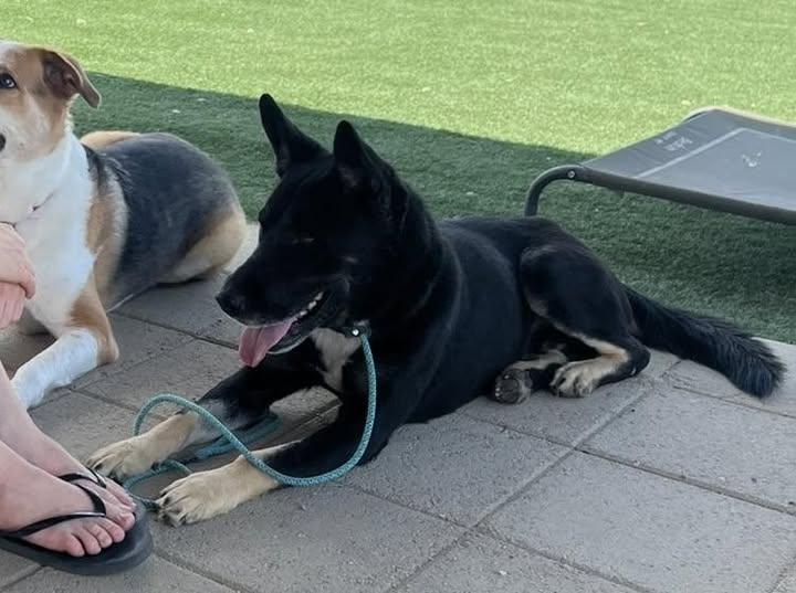 Sailor available at Charlie's Little Doghouse