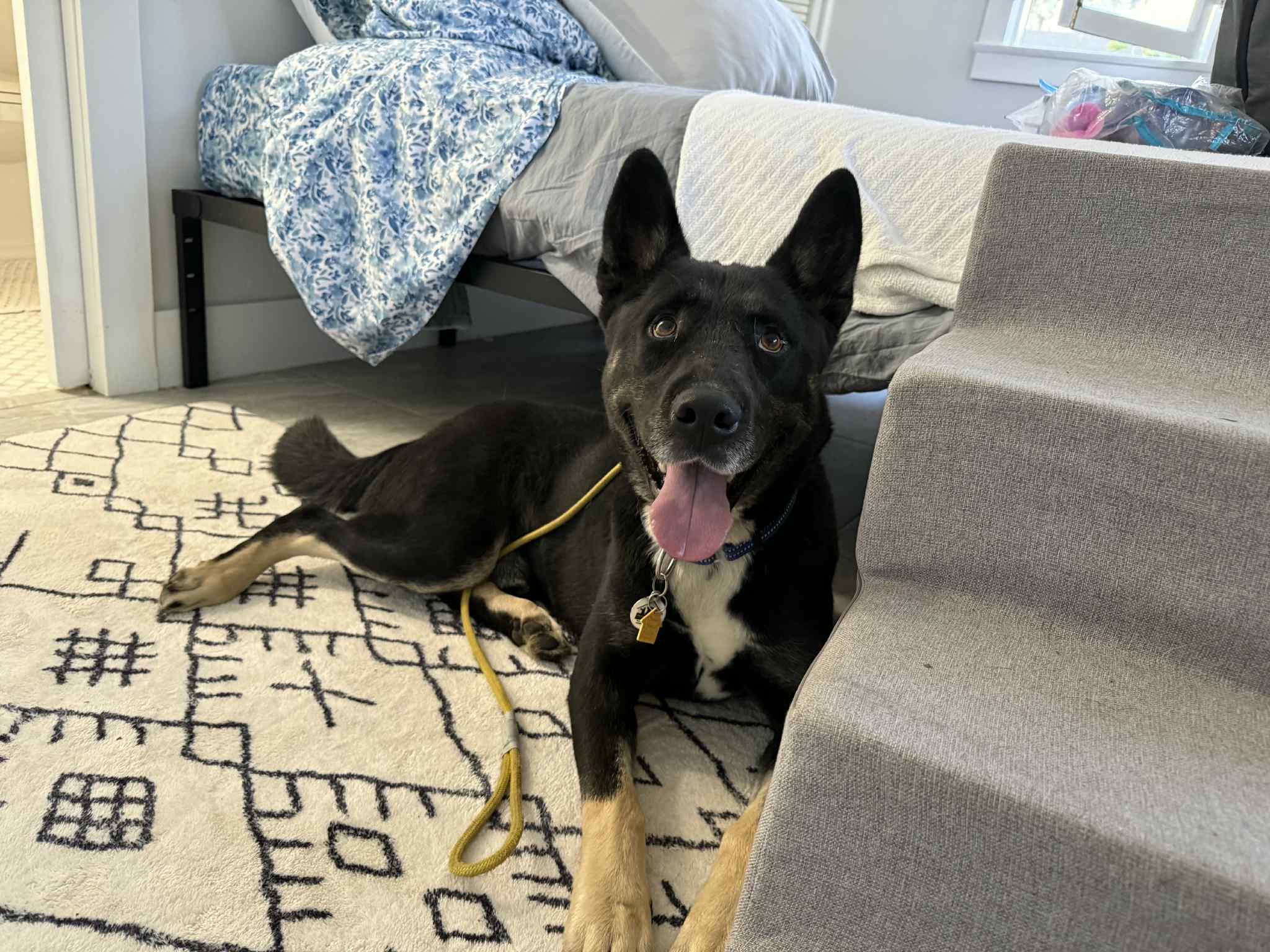 Sailor available at Charlie's Little Doghouse